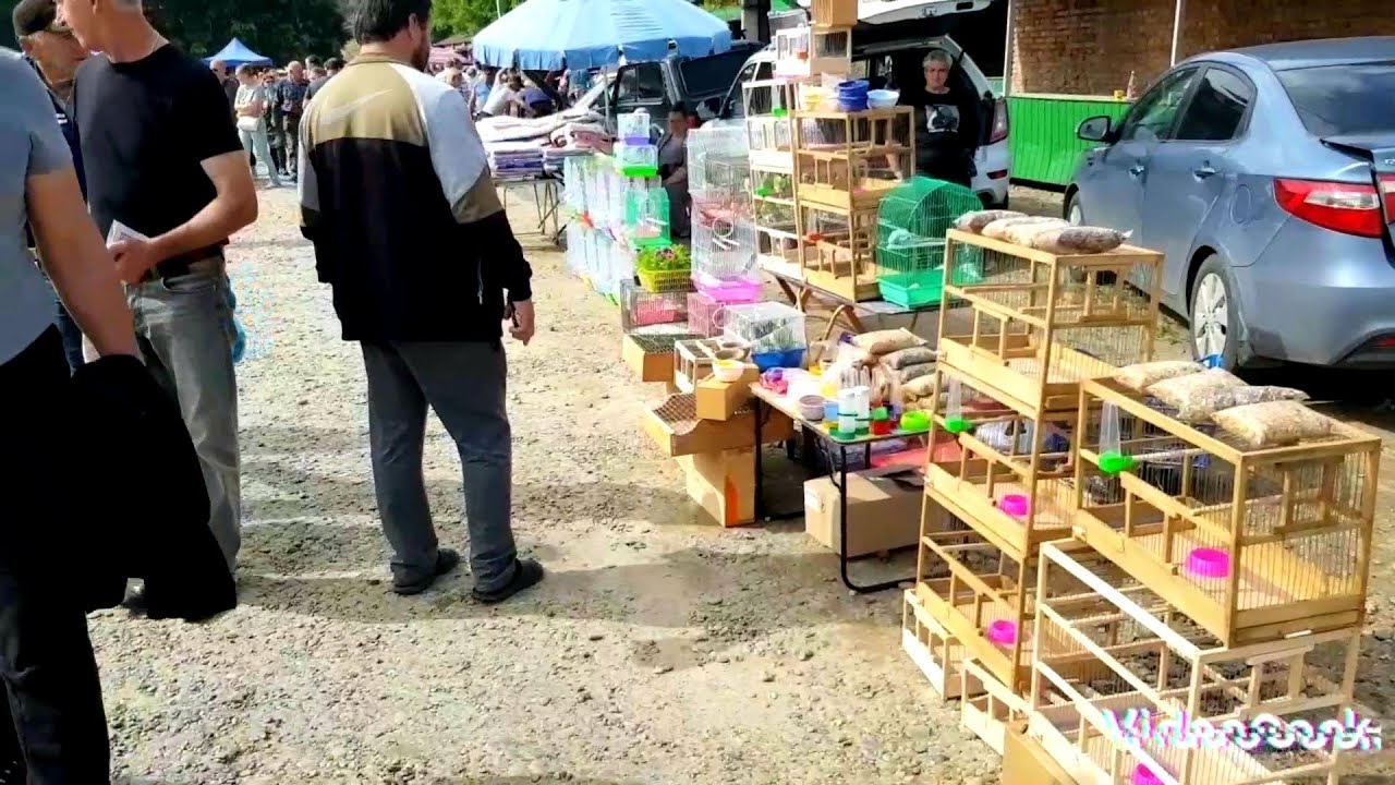 Птичий рынок попугаи и собаки. Когда ярмарка в Кропоткине Краснодарском крае.
