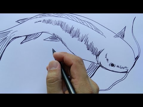 Video: Cara Menggambar Ikan Lele