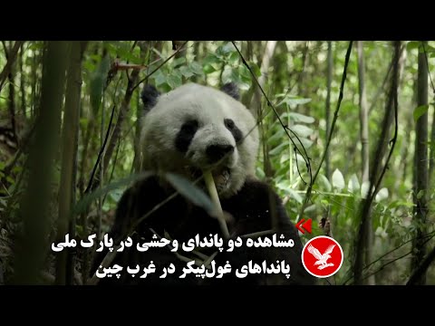 تصویری: راهنمای بازدیدکنندگان برای استان سیچوان