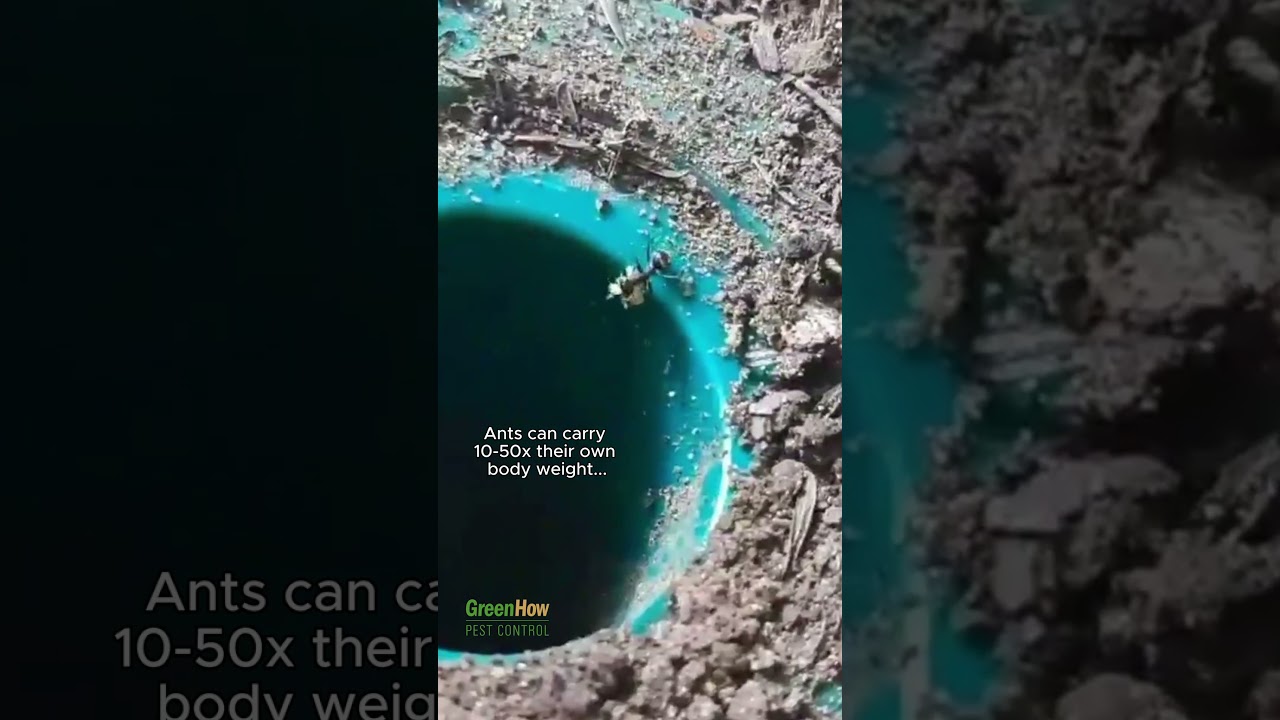 Cool video of an ant that captured a termite!