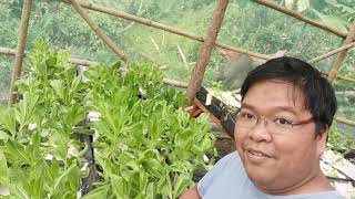 Problems in Hydroponic Farming