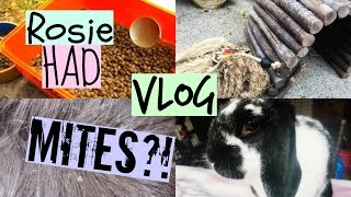 VLOG: Rosie Had MITES!? | RosieBunneh