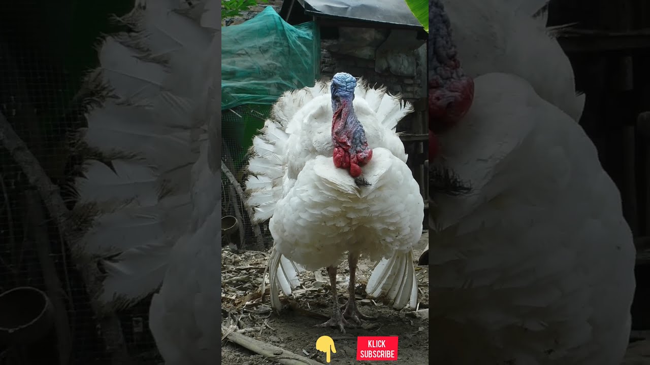 White holland turkey 