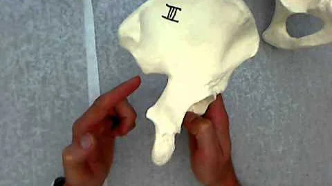 pelvic girdle.wmv