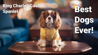 Why Cavalier King Charles Spaniels Make the Best Companions