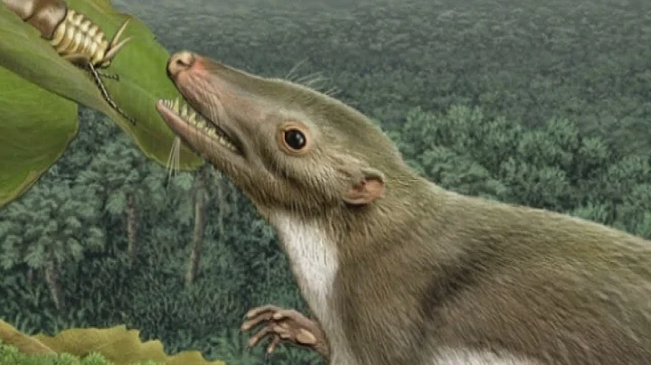 Man's oldest ancestor identified as rat-sized mammal - DayDayNews