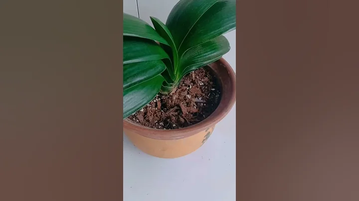 養花小知識，君子蘭養植方法 - 天天要聞