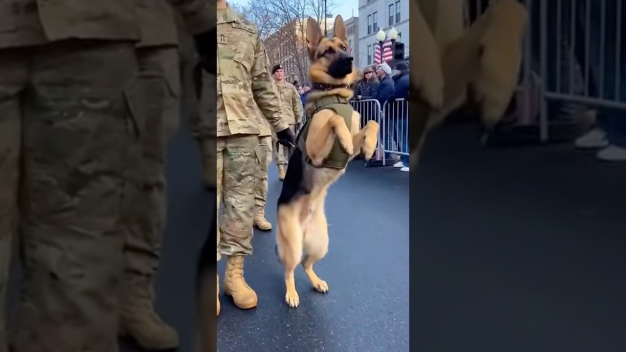 Most trusted K9 unit dog in the world 🫶