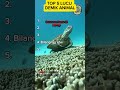 Top 5 Lucu Demik Animal part 17