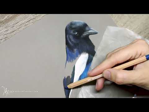 Réalisation d'une Pie Bavarde en crayons #pastel par Marion Tubiana