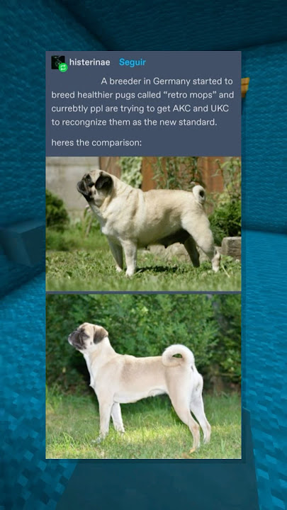 genetically engineered PUGS!? ๐งช