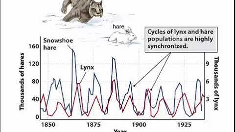 Predator prey population dynamics
