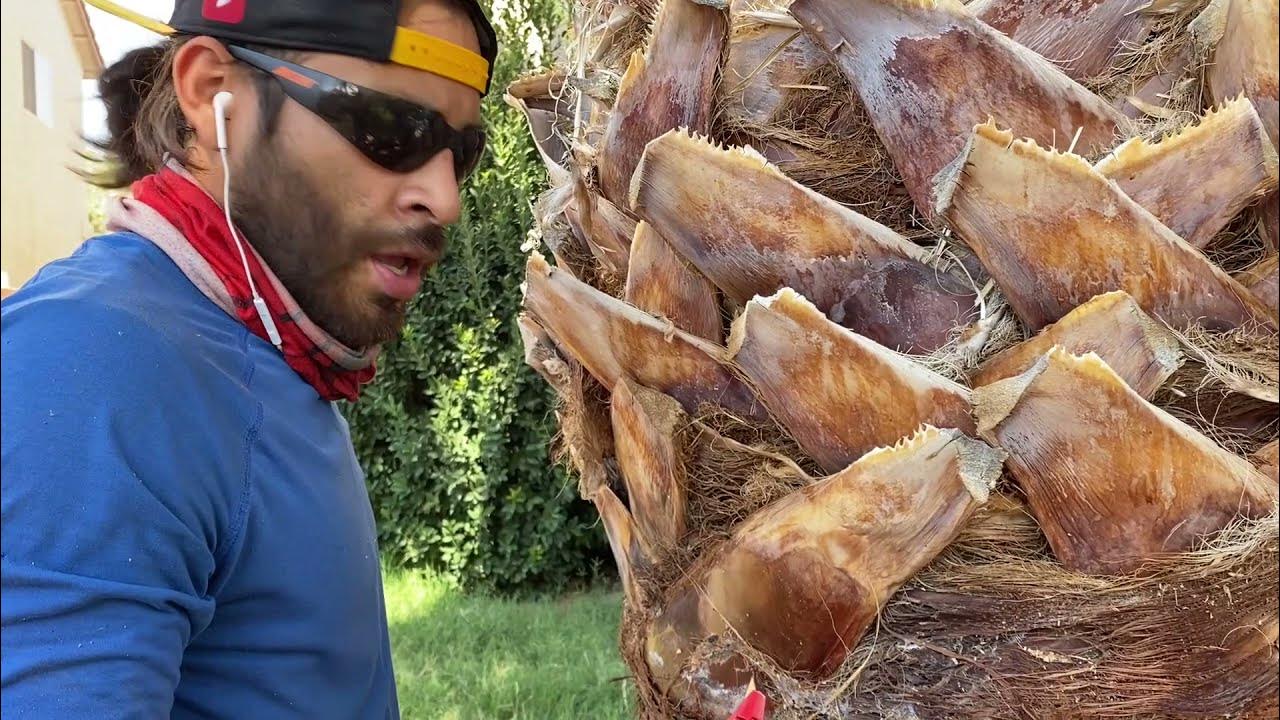 Skinning "shaving" a palm tree (and the tools you'll need) YouTube