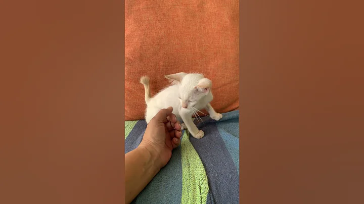 Watch the video about Domestic Short Hair Kitten For Adoption - 3 Months, Biggy & Tiny from Petaling Jaya, Selangor
