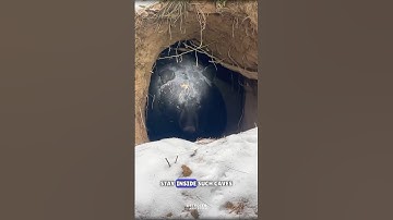 Bear Hibernation Explained #science #sciencefacts