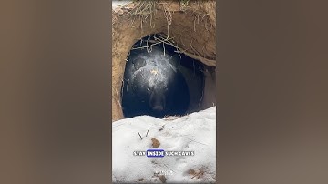 Bear Hibernation Explained #science #sciencefacts