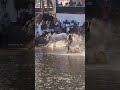 അബ്ദുൽ ഖാദർ കെല്ലാ ആലൂര്‍ #cattlerace #kalapoot #shorts #pothpoott #kambala #jellykettu