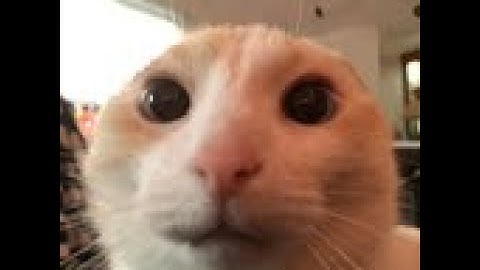 mlum hacker report (trolled)