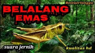 Suara masteran Belalang emas