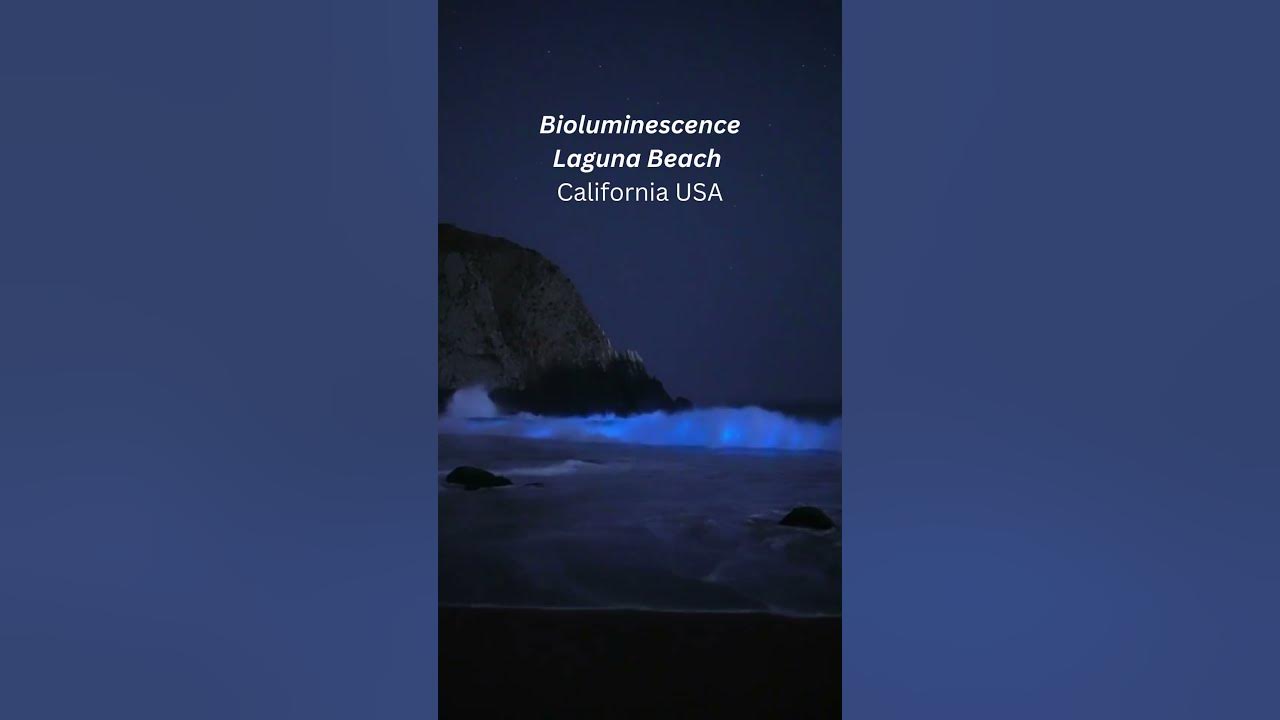 Laguna Beach CALIFORNIA Bioluminescence (Treat for the eyes) YouTube