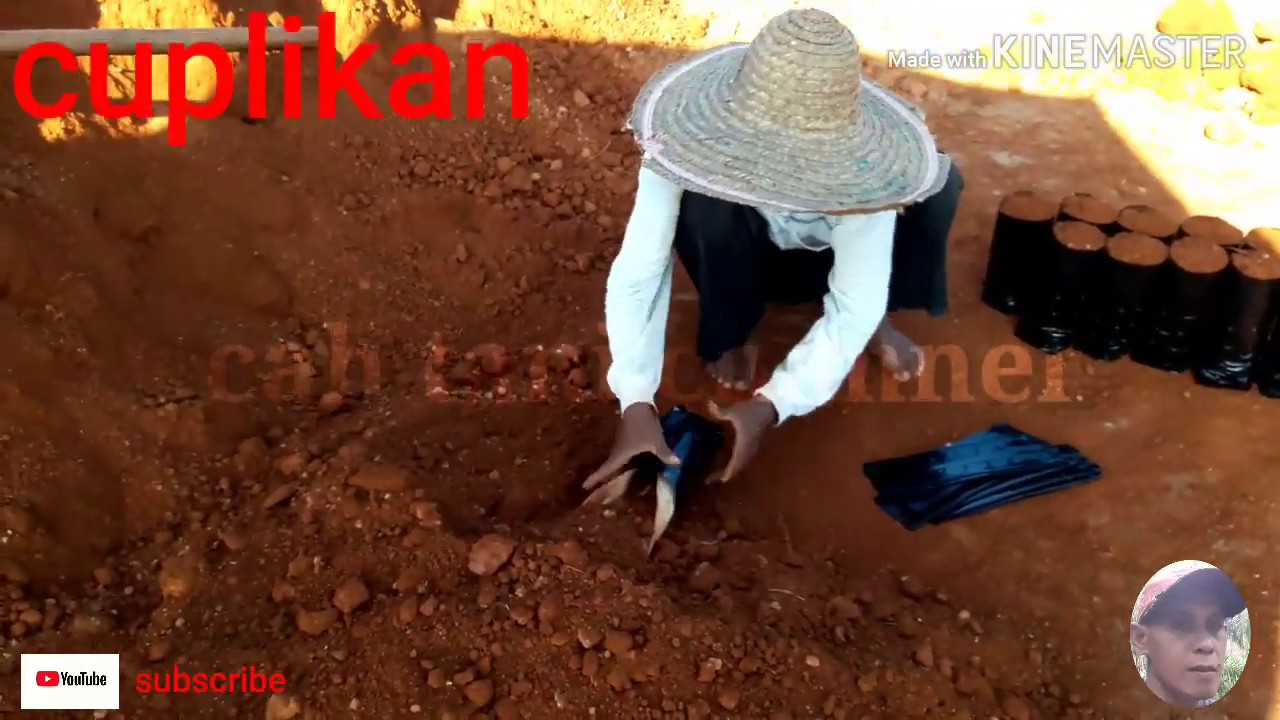 CARA DAN TIP ISI POLYBAG SAWIT BIAR CEPAT DAPAT BANYAK