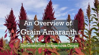 An Overview of Grain Amaranth | Understudied Indigenous Crops