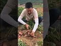 Shorts agriculture farmer youtbeshorts noamanreaction