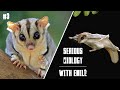 Squirrel glider, the cutest animal on Earth - Serious Biology for Kids #3