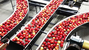 Amazing Harvesting Machine - Food Industry Machines & Processing