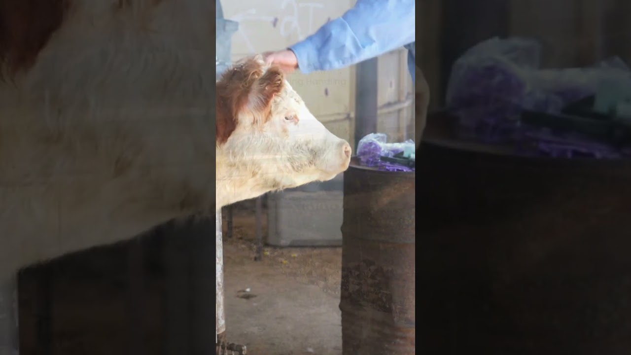 3 Reasons to try FerAppease