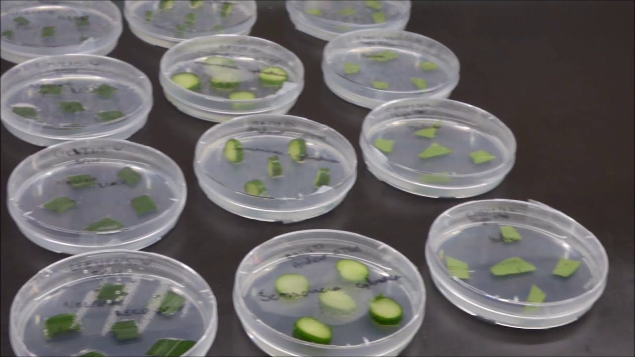 IN VITRO 2 : préparer et repiquer des explants