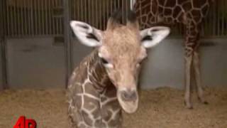 Raw Video: Newborn Calif. Giraffe Makes His Debut