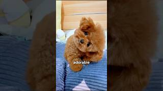 Discover The Teacup Puppies