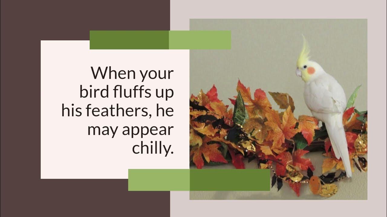 What Is the Ideal Room Temperature for Cockatiels? YouTube