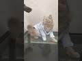 some hidden videos of my 😺🐈 #cat #shorts