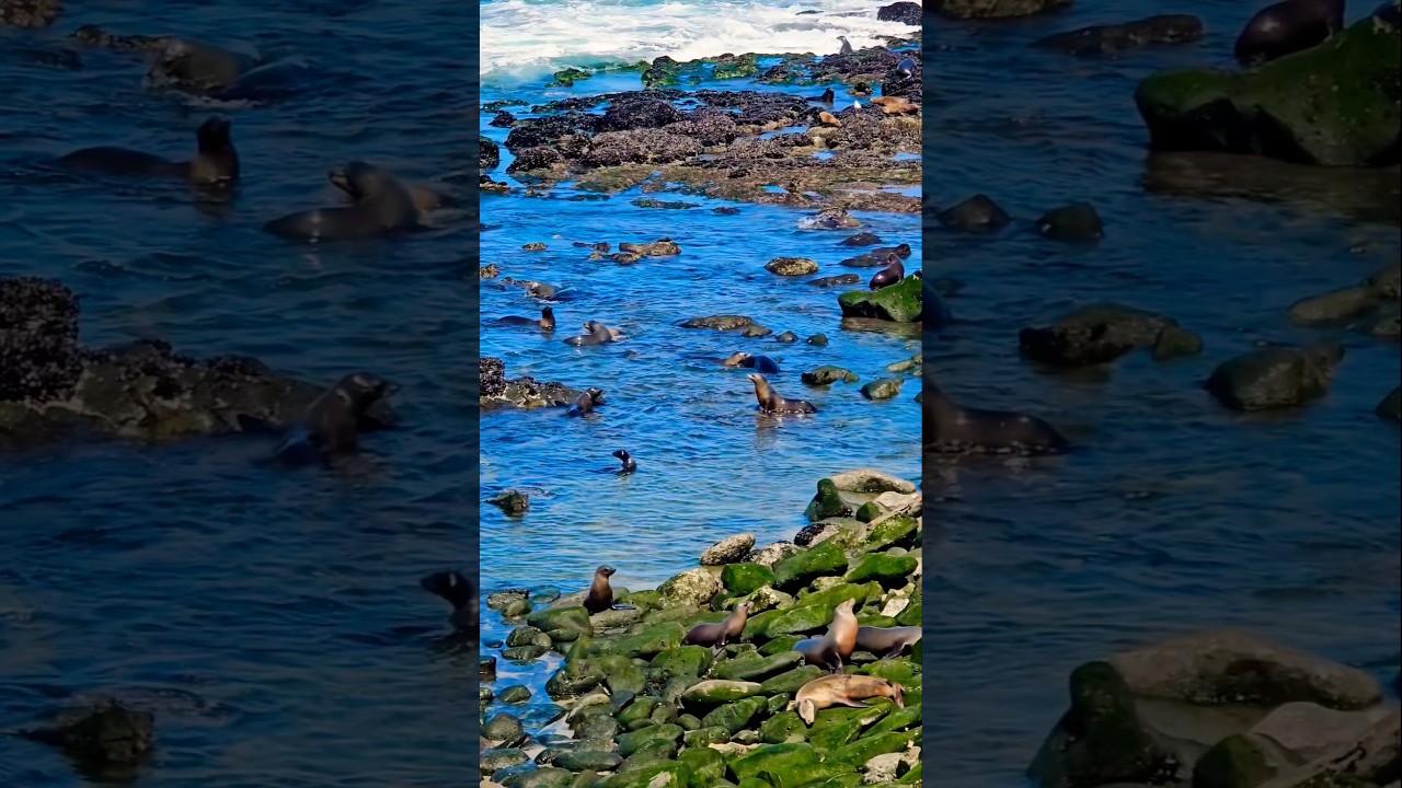 ⛱️🌞Explore San Diego🌏 