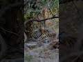@Umred Karhandla Wildlife SanctuaryGothangaon (male ,female subadult)11 /02/2026