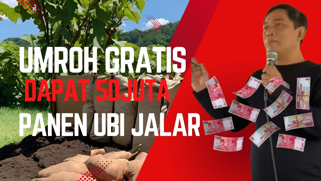 BISA UMROH GRATIS DAPAT 50 JUTA PANEN UBI JALAR PETANI MILYADER #BAYUDININGRAT