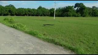 Peacock On The Street - Royalty Free Stock Footage