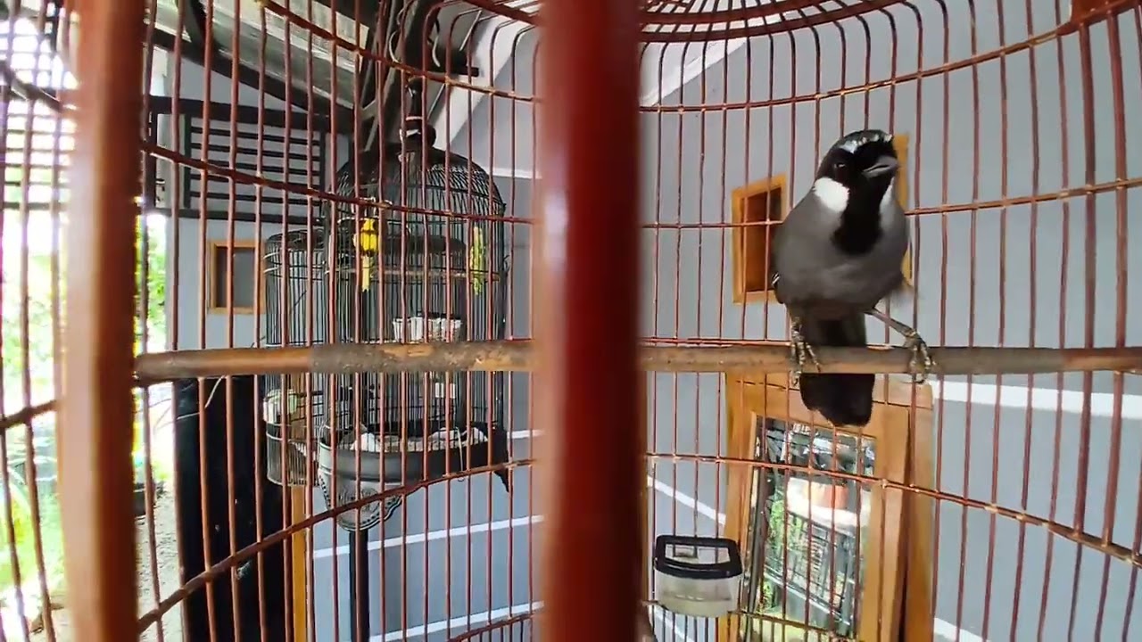 Reaksi Burung Poksay Saat Di Pancing Suara Poksay...Auto Sayapnya Menari-nari