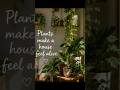 Plants teach patience, care, and quiet happiness...IndoorPlants #HomeGarden #PlantTherapy#Green