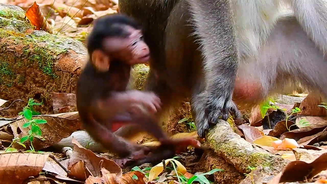 Ara has not had a chance to get enough milk to be full, he is nit spoiled he trying to eat