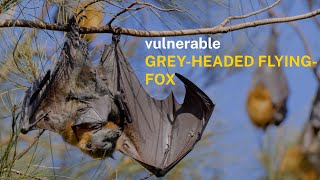Sydney's threatened inhabitants? Saving our Species: Field Notes