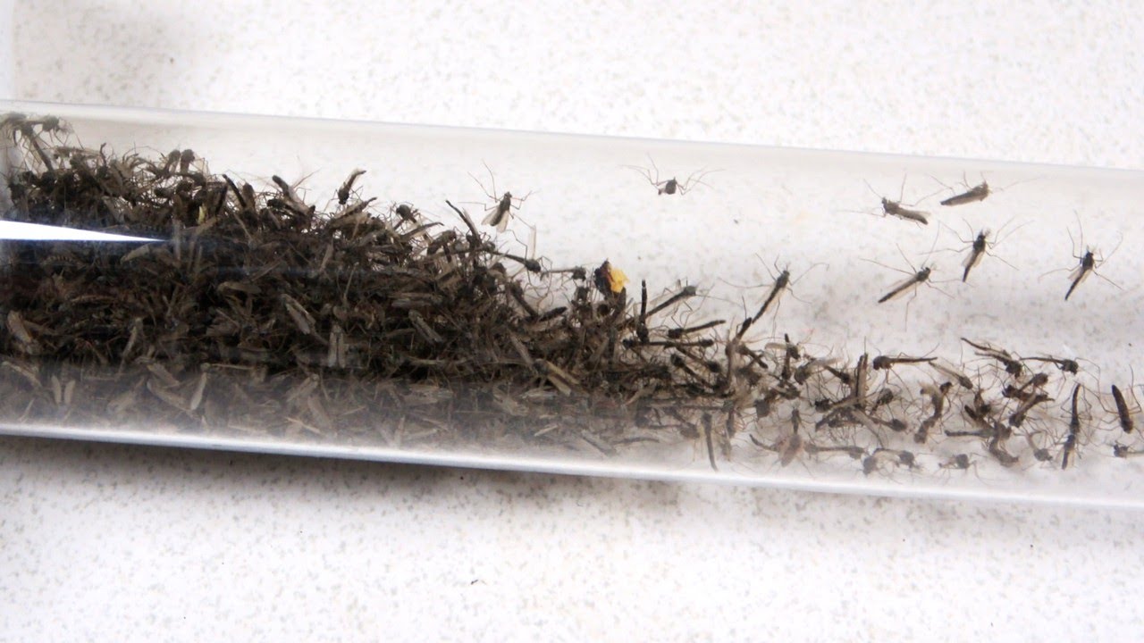 万博会場に大量発生した虫をおいしい食材に変換する