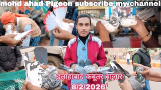 इलहबद कबतर बजर Allahabad Kabutari Bajar 822026 Den Kabutar Teddy Kabutari