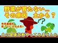 市民農園で野菜を育てている方必見です!自分の畑でうまく野菜が育たない場合は、畑の健康診断をやってみませんか?