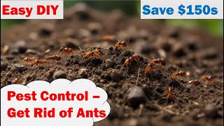 Make your Yard Ant Free Forever | How To Get Rid of Ants (100% It Works) | 1 Minute Kill Ant Mounds