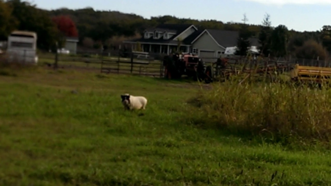 odd jobs long island Pot Belly Pig Wrangling in Northern California
