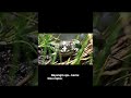 😱 Katak Bisa Bernapas Lewat Kulit?! Ini Gila Tapi Nyata! | #Shorts