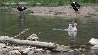 RRRR Muscovy Egyptians and Graylag